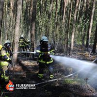 02-20220511-waldbrand_wilting.jpg