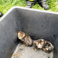 05-20200910_katzenrettung.jpg