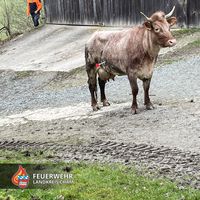 03-20230223_tierrettung_lederdorn.jpg