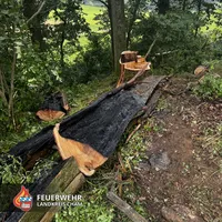 06-20250623 Brand Baum Sinzendorf.jpg